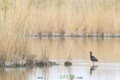 Ibis falcinelle dans un étang de Camargue - Plegadis falcinellus