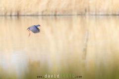 Talève sultane en vol sur un étang de Camargue - Porphyrio porphyrio