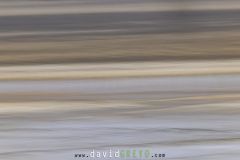 Vasières de Camargue en filé