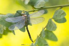 Aeshne-a-petits-pterostigmas2026-05-25-07-55-27-BR1S3