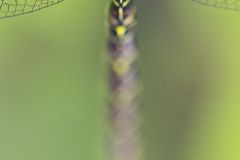 Aeshne-a-petits-pterostigmas2026-05-25-11-36-12-BR1S3