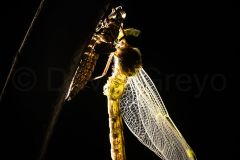 Aeshne-a-petits-pterostigmas_O7A0642