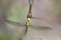 Aeshne-a-petits-pterostigmas_O7A6155