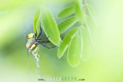 Aeshne-a-petits-pterostigmas_O7A8838