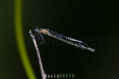Agrion-porte-coupe_O7A8776