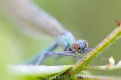 Calopteryx-eclatant2026-05-25-07-28-07-BR1S3