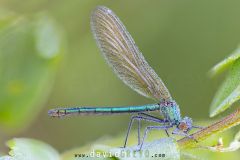 Calopteryx-eclatant2026-05-25-07-35-30-BR1S3
