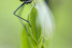 Calopteryx-eclatant2026-05-25-07-45-46-BR1S3
