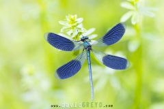 Calopteryx-eclatant2026-05-25-14-35-27-BR1S3