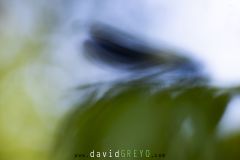 Calopteryx-eclatant_O7A5068