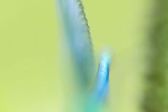 Calopteryx-eclatant_O7A5520