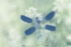 Calopteryx-eclatant_O7A7387