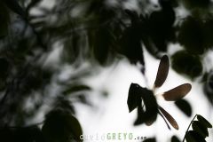 Calopteryx-eclatant_O7A7499