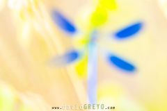 Calopteryx-eclatant_O7A7517
