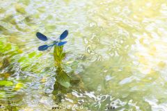 Calopteryx-eclatant_O7A8983