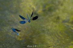 Calopteryx-eclatant_O7A9181