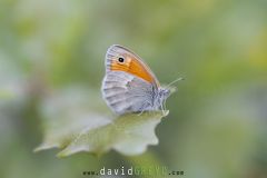 Fadet-commun_O7A3278