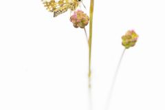 Hesprie-Pont-Euxin_O7A9939