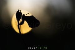La-Diane_O7A2105