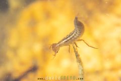 Larve-de-libellule_O7A3172