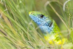 Lezard-vert_O7A2688
