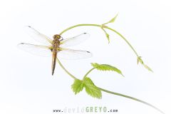 Libellule-fauve2026-05-15-14-19-36-BR1S3