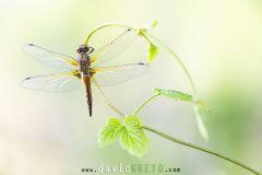 Libellule-fauve2026-05-25-16-06-05-BR1S3