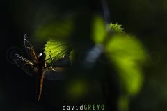 Libellule-fauve2026-05-25-16-22-26-BR1S3