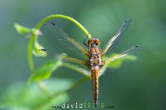 Libellule-fauve2026-05-25-16-33-13-BR1S3