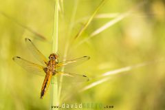 Libellule-fauve_O7A1176