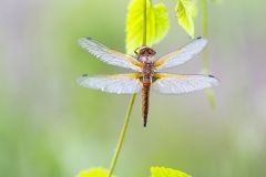 Libellule-fauve_O7A7558