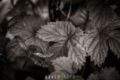 Libellule-fauve_O7A7854