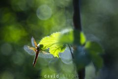 Libellule-fauve_O7A8288