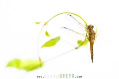 Libellule-fauve_O7A8669