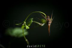 Libellule-fauve_O7A8736