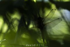 Libellule-fauve_O7A8801