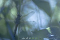 Libellule-fauve_O7A8816