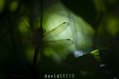 Libellule-fauve_O7A8819