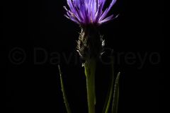 Melitee-du-plantain_O7A0814