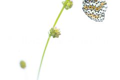 Melitee-du-plantain_O7A0817