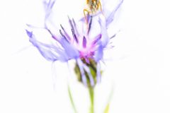 Melitee-du-plantain_O7A1211