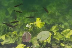 Poissons_O7A0723