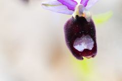 2025-05-21-08-46-17-BR8S3