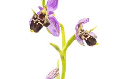 2025-05-21-09-12-49-BR8S3