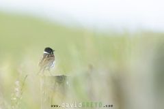 Bruant des roseaux ; Common reed bunting