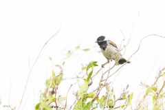 Bruant des roseaux ; Common reed bunting