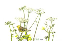 Bruant jaune ; Yellowhammer