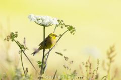 Bruant jaune ; Yellowhammer