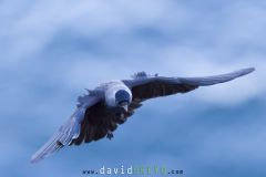 Choucas des tours ; Western jackdaw