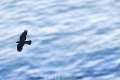 Choucas des tours ; Western jackdaw